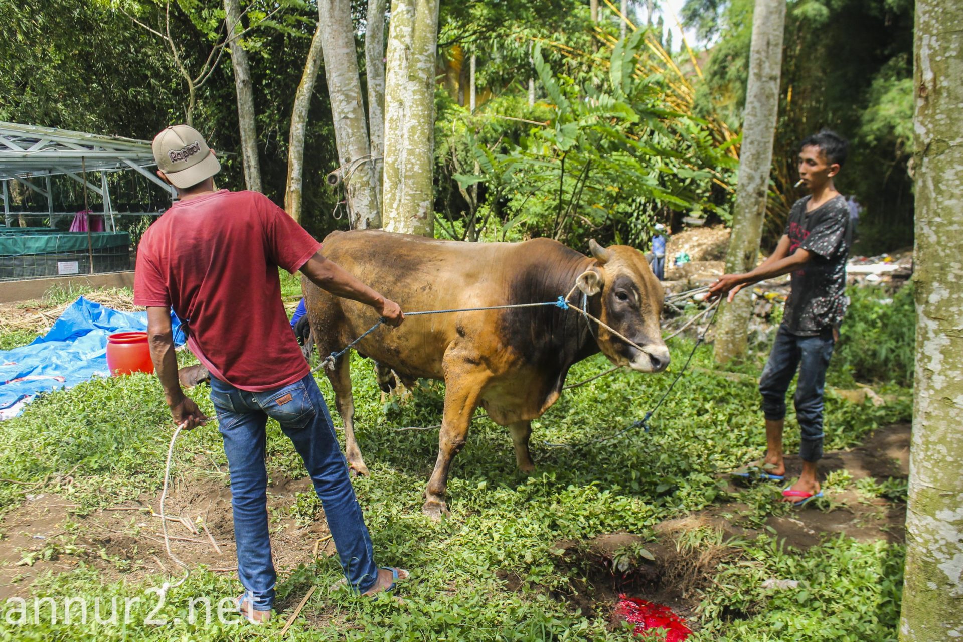 Alumni Sembelih Dua Ekor Sapi