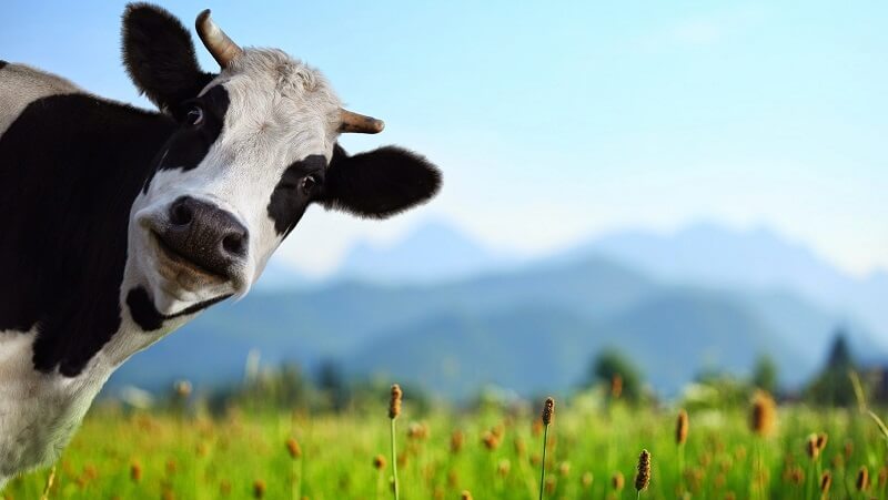 fiqih qurban